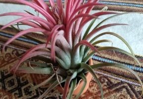 Tillandisia Ionantha Planch – Mini Bromélia – Foto da Planta Aérea