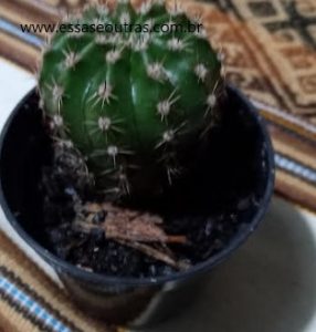 foto-da-muda-do-cacto-da-páscoa-