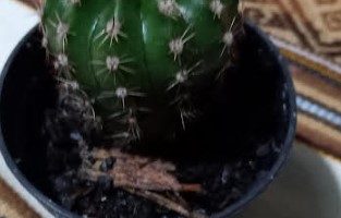Cacto da Páscoa – Echynopsis oxygona, Foto da Muda, Flor e Cuidados