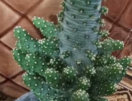 Opuntia Monocantha Monstruosa – Foto da Muda de Cacto
