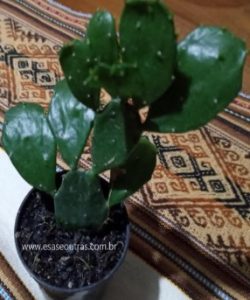 foto-da-muda-do-cacto-urumbela-flor-