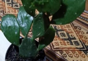 Cacto Urumbeba – Brasiliopuntia Brasilienses – Foto da Muda