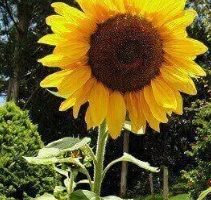 Como Plantar Girassol com Sementes, Floração e Cuidados