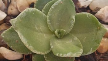 Crassula Láctea – Foto da Muda e Como Cuidar da Suculenta 