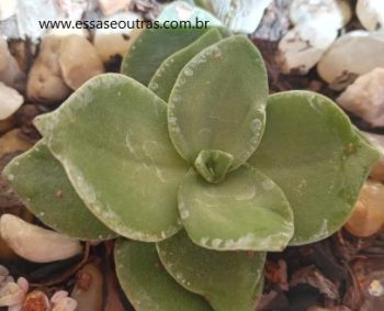 Crassula Láctea – Foto da Muda e Como Cuidar da Suculenta 