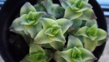 Crassula Perforata Variegata – Foto da Muda e Como Cuidar