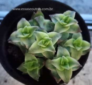 Crassula Perforata Variegata – Foto da Muda e Como Cuidar