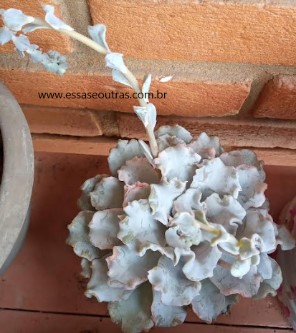 foto-da-muda-da-echeveria-crispate-beauty-