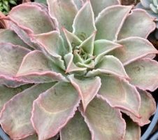  Echeveria Madiba com Haste Floral – Como Fazer Muda e Foto