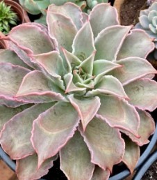 echeveria-madiba-foto-da-muda-