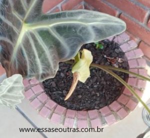 flor-da-planta-cara-de-cavalo-