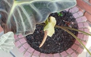 Alocasia Amazônica – Como Cuidar da Planta Cara de Burro
