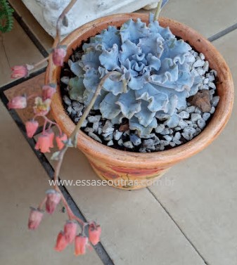 flor-da-echeveria-crispate-beauty-