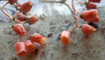 Echeveria Crispate Beauty Foto da Muda Como Cuidar, Sol, Rega