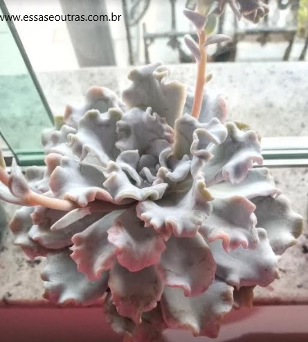 echeveria-madiba-foto-da-muda-