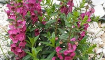 Angelônia Angustifolia – Muda de Planta com Flor Mini Orquídea