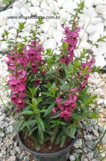 Angelônia Angustifolia – Muda de Planta com Flor Mini Orquídea