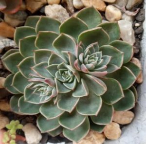 graptopetalum-tacitus-bellus-foto-da-muda-
