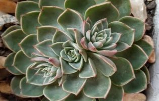 Graptopetalum Bellum – Como Cuidar da Suculenta Tacitus Bellum