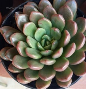 graptoveria-bashful-pink-rubi-