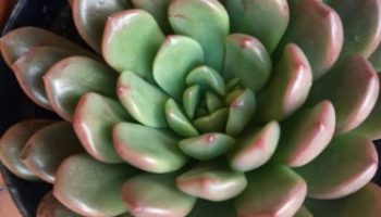 Graptoveria Bashful – Foto da Muda, Suculenta Pink Rubi