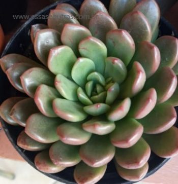 Graptoveria Bashful – Foto da Muda, Suculenta Pink Rubi