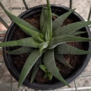 foto-da-muda-da-haworthia-attenuata-var-radula-