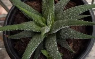 Haworthia Attenuata var. Radula – Foto da Muda e Como Cuidar