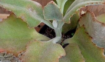 Kalanchoe Colher de Pedreiro – Kalanchoe Beharensis Foto da Muda