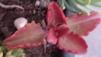 Kalanchoe de Folhas Vermelhas – Kalanchoe Sexangularis, Foto