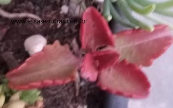Kalanchoe de Folhas Vermelhas – Kalanchoe Sexangularis, Foto