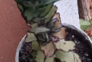 kalanchoe Fedtschenkoi Compacta Foto da Muda, Rega, Substrato