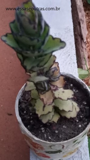 kalanchoe-fedtschenkoy-compacta-
