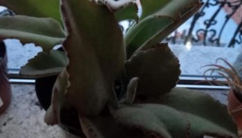 Kalanchoe Feltro, Kalanchoe Beharensis Drake Fang Foto Muda