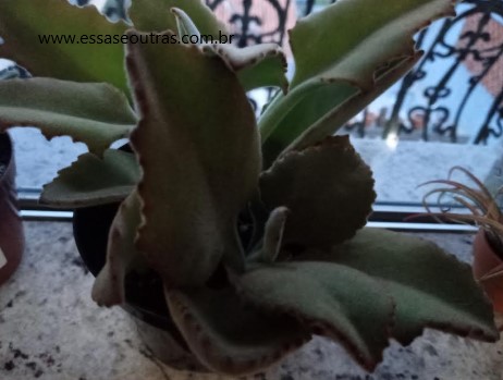kalanchoe-feltro-como-cuidar-