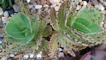 Kalanchoe Marmorata – Foto da Muda e Como Cuidar da Suculenta