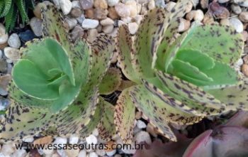 Kalanchoe Marmorata – Foto da Muda e Como Cuidar da Suculenta