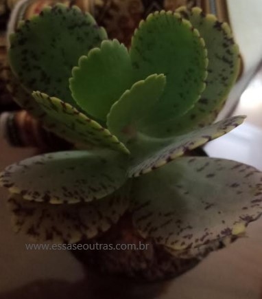 kalanchoe-marmorata-foto-da-muda-cuidados-
