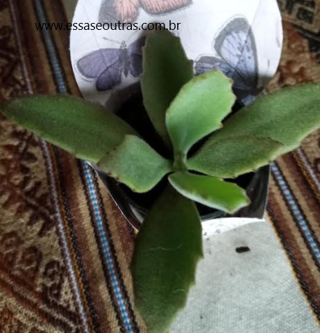 como-cuidar-da-kalanchoe-millotii-
