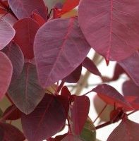 Leiteiro Vermelho Euphorbia Cotinifolia Foto da Muda Como Cuidar