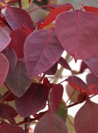 foto-da-muda-do-leiteiro-vermelho-