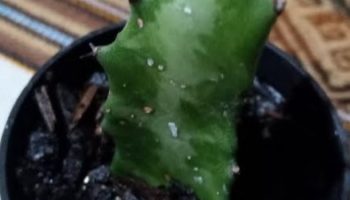 Cacto Candelabro – Euphorbia Láctea – Foto da Muda