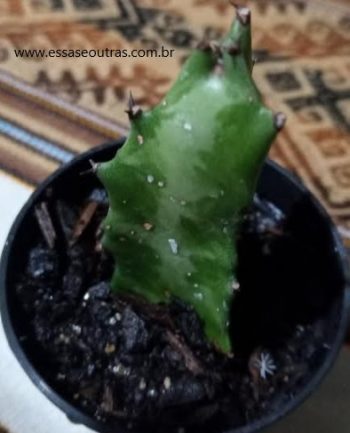 Cacto Candelabro – Euphorbia Láctea – Foto da Muda