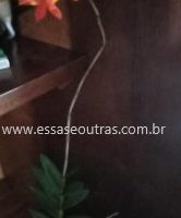 Orquídea Estrela de Fogo – Arco-íris Terrestre – Como Plantar