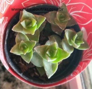 suculenta-crassula-láctea-