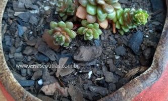 Suculenta Cremnosedum Litte Gem Foto da Muda e Como Cuidar