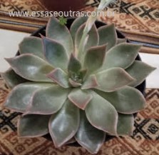 cuidados-graptopetalum-bellum-