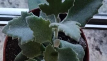 Kalanchoe Millotii – Foto da Muda e Como Cuidar da Suculenta