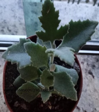 Kalanchoe Millotii – Foto da Muda e Como Cuidar da Suculenta