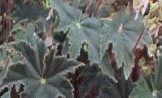 Begônia Estrela – Como Cuidar da Begonia Negra, Fazer Muda